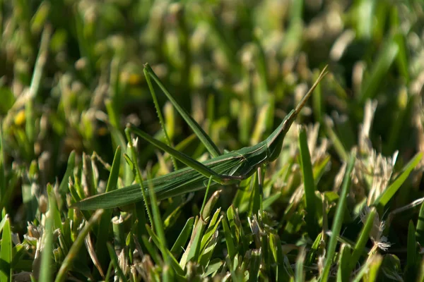 Saltamontes de verduras australiano — Foto de Stock