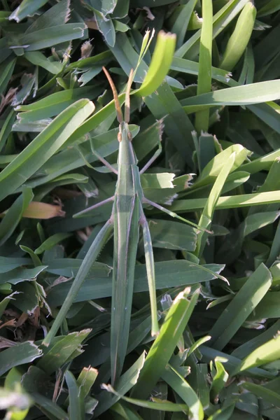 Australiska vegetabiliska gräshoppa — Stockfoto