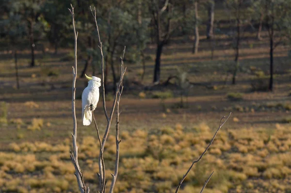 Vit kakadua fågel sitter på en gren i vildmarken — Stockfoto