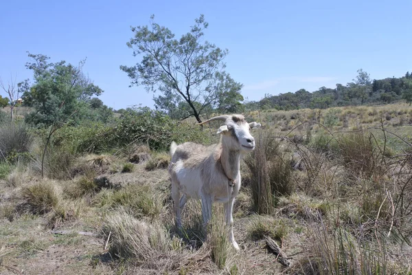 Mannelijke geit in een veld — Stockfoto