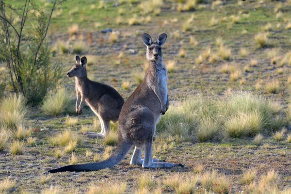 Eastern gray kangaroos in the outback of Canberra Australia — Stock Photo, Image