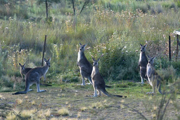 Eastern gray kangaroos in the outback of Canberra Australia — Stock Photo, Image