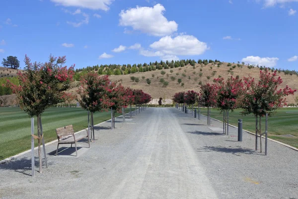 Traject met bloem bomen op het nationale Arboretum Canberra Aus — Stockfoto