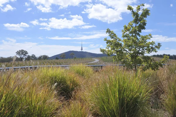 Telstra turm schwarzer berg australien hauptstadt canberra — Stockfoto