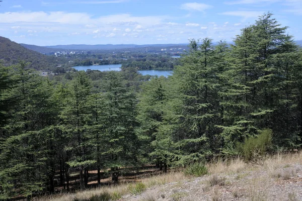 Himalayan cedar forest in Canberra Australian Capital Territory — Stock Photo, Image