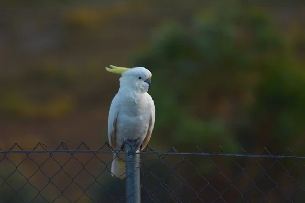 苏普冠鹦鹉坐在农场围栏上 — 图库照片