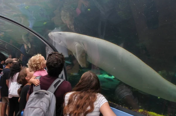 新しい南ウェールズ オーストラリアのシドニーにシーライフ水族館 — ストック写真