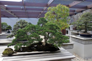 Ulusal Bonsai ve ulusal Arboretum adresindeki Penjing koleksiyonu