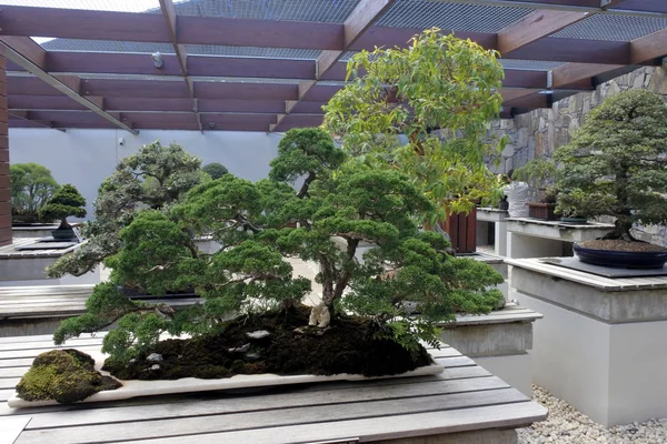 The National Bonsai and Penjing Collection at National Arboretum — Stock Photo, Image