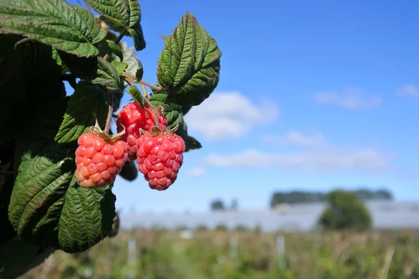 Fazenda Framboesa Fruto — Fotografia de Stock