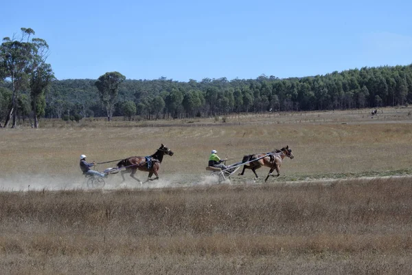 Harness racing opleiding in Tasmanië, Australië — Stockfoto