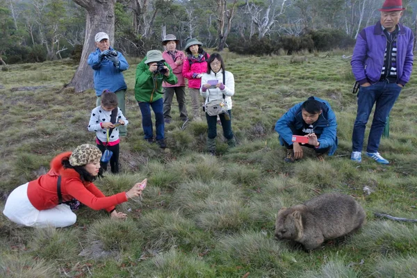 Asya turist fotoğraflama bir Wombat içinde tazmania Avustralya — Stok fotoğraf