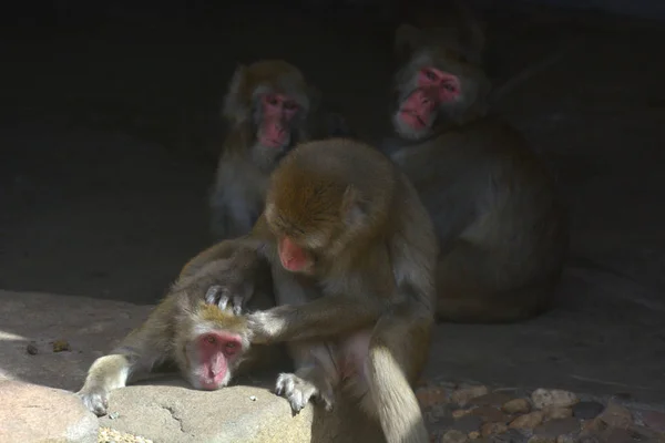 Japonês macaco primata fêmea noivos pele — Fotografia de Stock