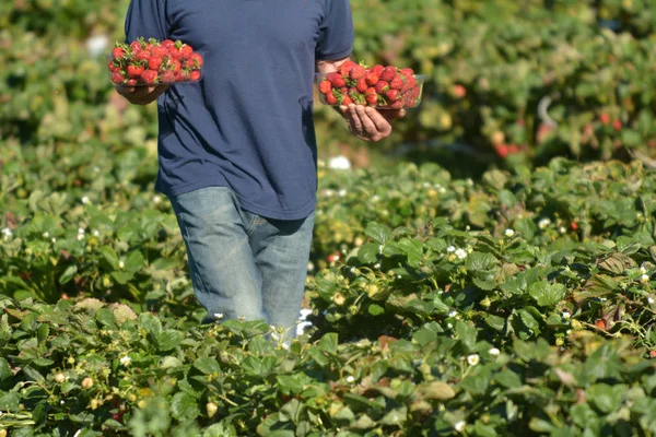 Agricultor de morango — Fotografia de Stock