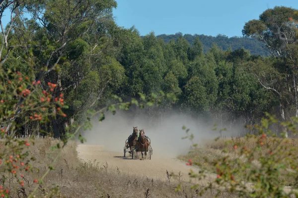 Conductores de Sulky haciendo ejercicio en campo abierto en Tasmania — Foto de Stock