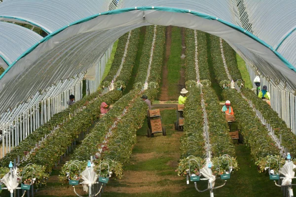 Trabajadores recogiendo fruta de frambuesa en una granja —  Fotos de Stock