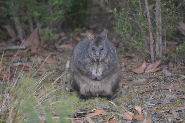 Pademelon da Tasmânia olhando para a câmera — Fotografia de Stock