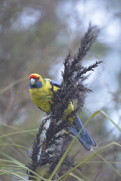 Zelená Rosella Birda Tasmánie Austrálie — Stock fotografie