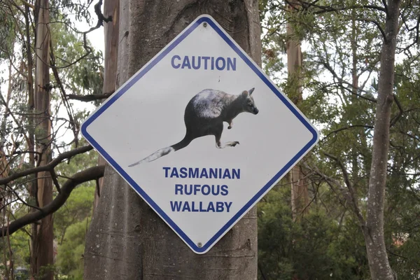 Caution road sign of Tasmanian Rufous Wallaby in Tasmani Austral — Stock Photo, Image
