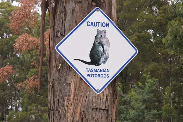 Caution road sign of Tasmanian Potoroos in Tasmania Australia