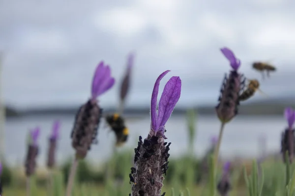 Hommels verzamelen nectar uit lavendel bloemen — Stockfoto