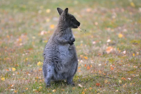 Red-necked wallaby Tasmania Australia — Stock Photo, Image