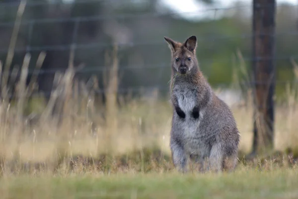 Rood-hals Wallaby Tasmania Australië — Stockfoto