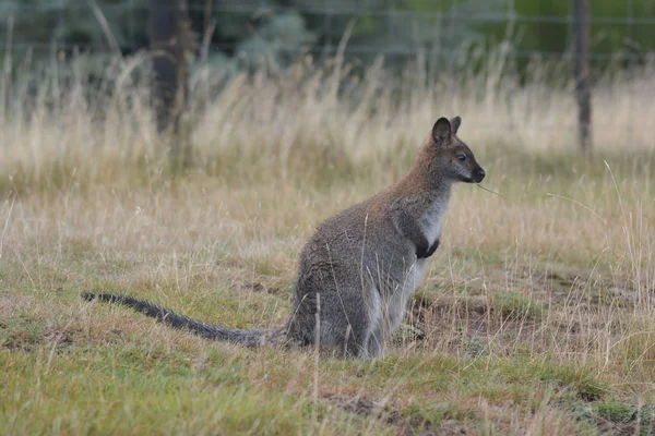 Vörösnyakú kenguru (Tasmania Ausztrália) — Stock Fotó