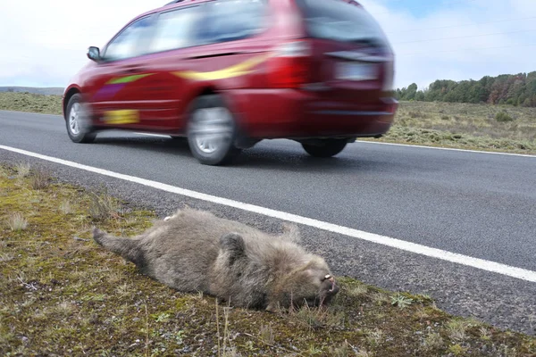 Roadkill wombat in Tasmania Australia — Stock Photo, Image