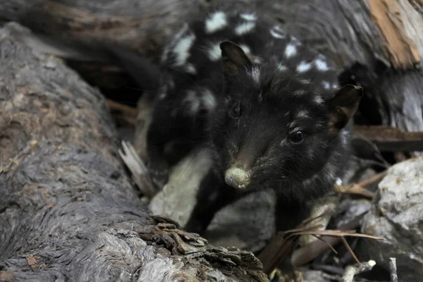 Spotted quoll animal Tasmânia Austrália — Fotografia de Stock