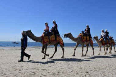 Geelong Victoria Avustralya plajında deve yolculuğu