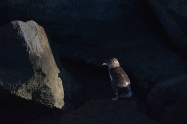 Melbourne Victoria Avustralya 'da mavi penguen