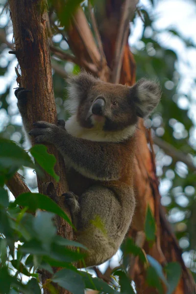 Koala klättring på ett träd — Stockfoto