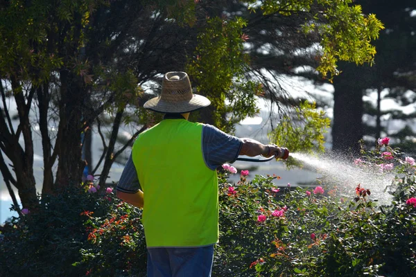 Mature adult man watering rose flowers — Stock Photo, Image