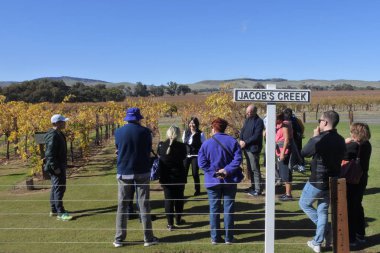 Güney Avustralya 'daki Barossa Vadisi' nde bir üzüm bağında şarap turu.