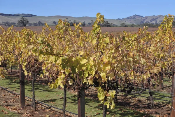 Paisaje del viñedo en el valle de Barossa en Australia Meridional —  Fotos de Stock