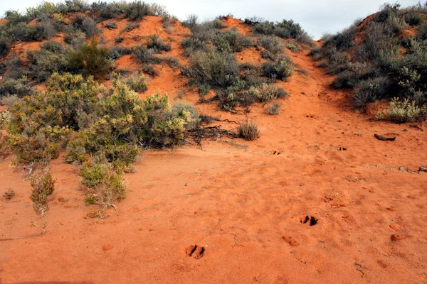 Kangoeroe voetafdrukken op rood zand in Australië Outback — Stockfoto