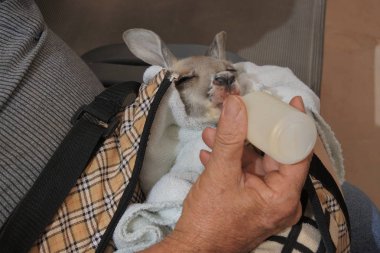Kanguru joey sütünü besleyen kişi