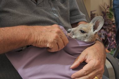 Tanınmayan Kişi bir Kanguru joey tutan