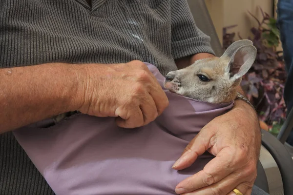 Unrecognizable Person holding a Kangaroo joey — Stock Photo, Image