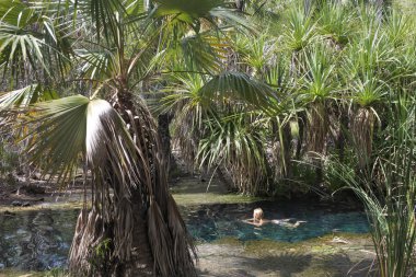 Kuzey Toprakları Mataranka yakınlarındaki Bitter Springs, Austral