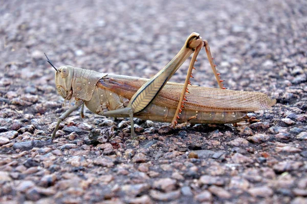 Grote groene sprinkhaan insect — Stockfoto