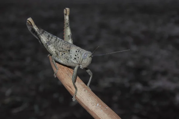 Gran insecto langosta verde — Foto de Stock