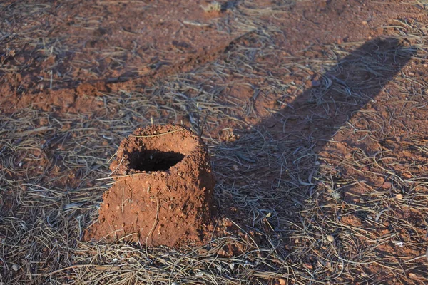 Ninho de formigas Mulga — Fotografia de Stock
