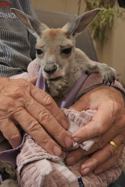 Unrecognizable Person holding a Kangaroo joey — Stock Photo, Image