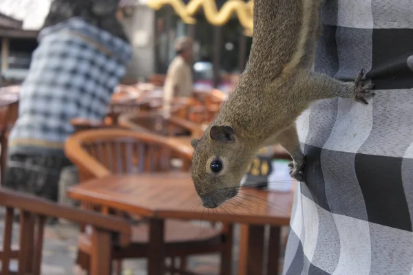 Roedor de ardilla en Bali Indonesia — Foto de Stock