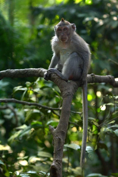 우붓 발에서 발리 긴 꼬리 게 먹는 마카크 원숭이 수컷 — 스톡 사진
