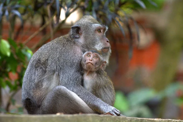 Balinese long-tailed Crab-eating macaque monkey mother and infan — Stock Photo, Image