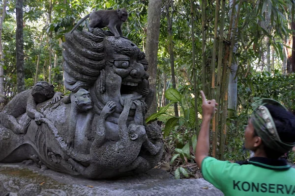 Balinese bewaker vertellen aan een ondeugende Langstaart CRA — Stockfoto