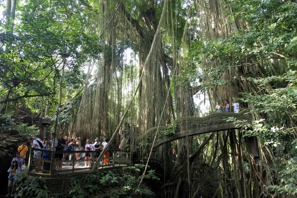 Turista al Santuario della Foresta delle Scimmie Sacre a Ubud Bali Indonesia — Foto Stock